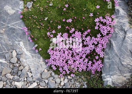 Silene acaulis Silène acaule ,, poussant sur des rochers dans les Pyrénées, Espagne. Juillet. Banque D'Images