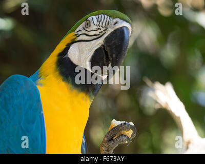 Ara bleu et jaune Banque D'Images