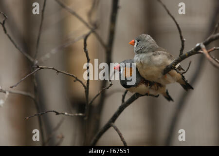 Deux oiseaux de l'amour assis sur une branche Banque D'Images