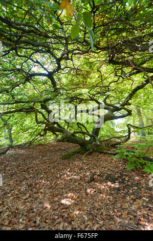 En effet, un Beech tree à Reims en Champagne, France. Également connu sous le nom de Faux de Verzy Banque D'Images