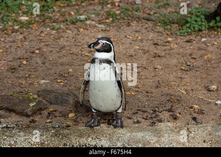 pingouin sur le sable Banque D'Images