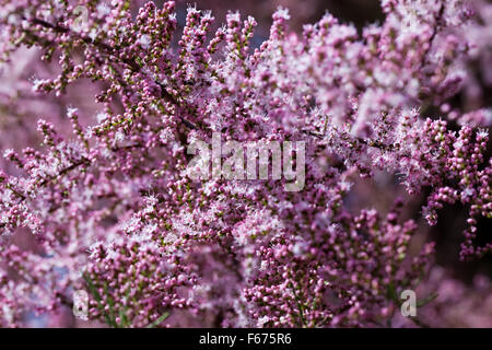 Arbre tamarix rose qui fleurit au printemps Banque D'Images