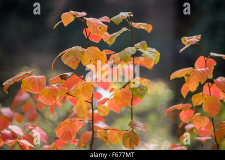 Fothergilla major grande montagne aulne sorcière feuilles d'automne jaune et rouge Banque D'Images