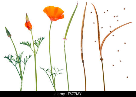 Eschscholzia californica Pavot de Californie). La séquence montrant différentes étapes de la croissance. Banque D'Images