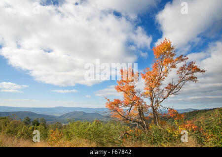 Arbre généalogique avec feuillage automne Skyline Drive, Shenandoah National Park, Virginia, USA Banque D'Images