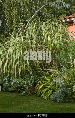 Arundo donax variegata Banque D'Images