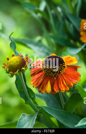 Helenium '' Mardi Gras Banque D'Images