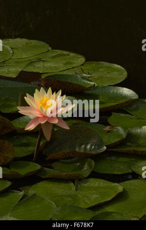 Nymphaea nénuphar ,,,cultivar Rose ensoleillée Banque D'Images