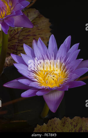 Nymphaea , water lily, cultivar, Banque D'Images