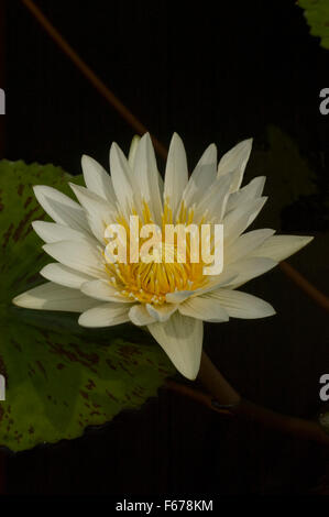 Nymphaea , water lily, cultivar, White Delight Banque D'Images