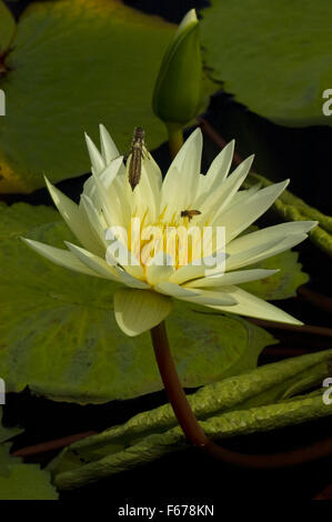 Nymphaea , water lily, cultivar, Dazzler jaune Banque D'Images