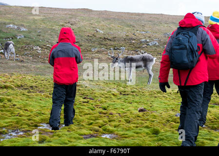 La Norvège, Svalbard, Spitzberg, Trygghamna Alkhornet Fjord, sur le côté nord de l'embouchure de l'Isfjord. Le renne du Spitzberg. Banque D'Images