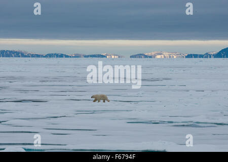 La Norvège, mer de Barents, Svalbard, Nordaustlandet. Nordaust-Svalbard l'écoulement de la glace à l'intérieur de la réserve naturelle. Ours polaire sur l'écoulement glaciaire. Banque D'Images