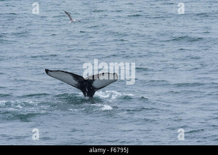 L'Islande, Akureyri, l'observation des baleines dans Eyjafjorour. Baleine à bosse (Megaptera novaeangliae) : sauvage. Banque D'Images