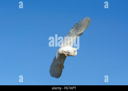 Une chouette effraie, Tyto alba, en vol contre un ciel bleu clair Banque D'Images