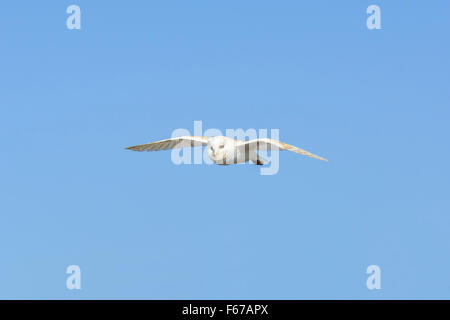 Une chouette effraie, Tyto alba, en vol contre un ciel bleu clair Banque D'Images