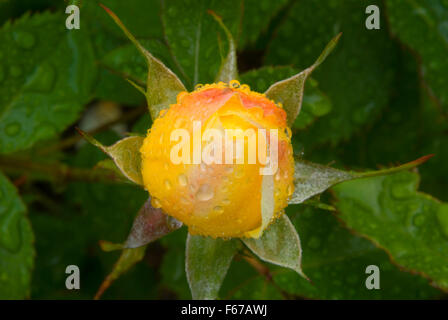 Route de brique jaune, rose Rose Garden International, Washington Park, Portland, Oregon Banque D'Images