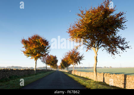 Fagus sylvatica. Les jeunes arbres le long d'une route de Cotswold en automne avec ciel bleu. Northleach, Cotswolds, en Angleterre Banque D'Images