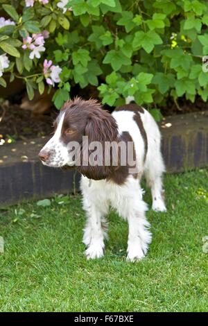 Chiot épagneul. Banque D'Images