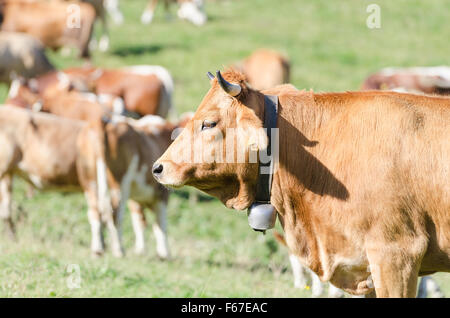 Portrait de profil de tête de gingembre rouge contre vache troupeau de bêtes brouter sur terrain ensoleillé Banque D'Images