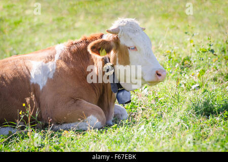 Vache de race Hereford avec bell couché sur l'herbe verte fraîche des pâturages prairie soleil Alpes Banque D'Images