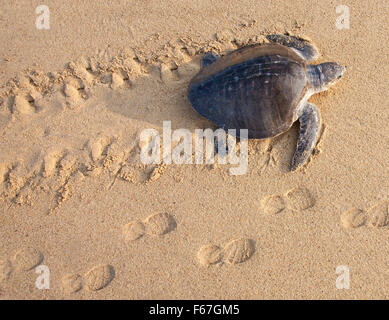 Une tortue se hisse jusqu'à nicher sur l'Ixtapilla, Michoacan, Mexique beach au lever du soleil. Banque D'Images