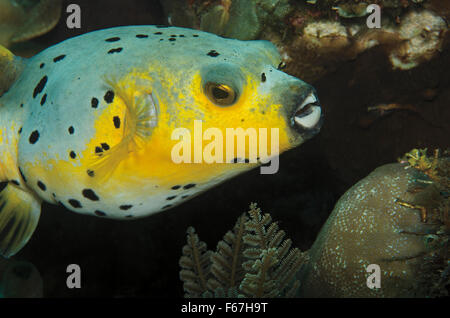 Épinoche tachetée puffer (Arothron nigropunctatus) sur les récifs coralliens dans la mer de Bali, Indonésie Banque D'Images