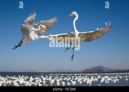 Deux grandes aigrettes (Ardea alba) bataille autour des aires d'alimentation, les pélicans blancs flotter dans l'arrière-plan, le lac Chapala, Mexique. Banque D'Images