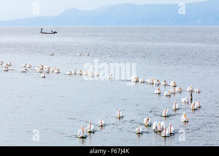 Plusieurs grands pélicans américain nager en formation, le lac Chapala, Mexique. Banque D'Images