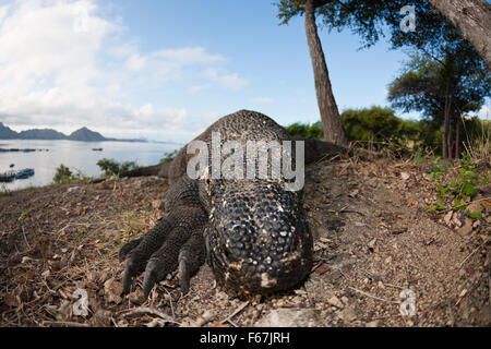 Dragon de Komodo, Varanus komodoensis, le Parc National de Komodo, Indonésie Banque D'Images