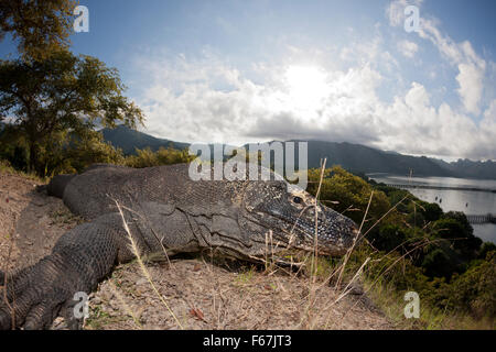 Dragon de Komodo, Varanus komodoensis, le Parc National de Komodo, Indonésie Banque D'Images