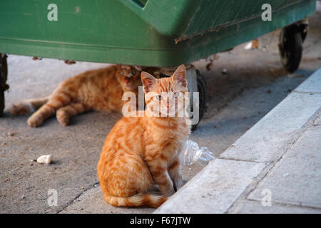 Les chats errants ou les chats de rue près des conteneurs à déchets. L'un d'eux en vertu de la poubelle et l'autre l'on regarde la caméra. Banque D'Images