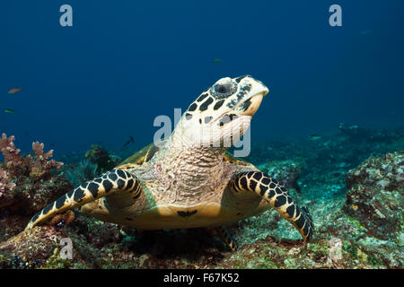 La tortue imbriquée, Eretmochelys imbricata, le Parc National de Komodo, Indonésie Banque D'Images