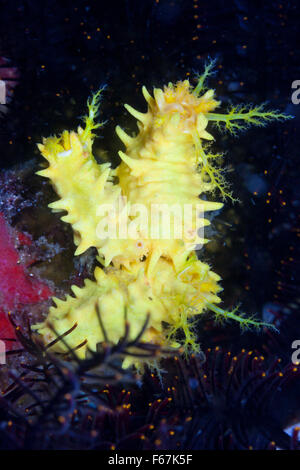 Concombre de mer Jaune, Colochirus robustus, le Parc National de Komodo, Indonésie Banque D'Images