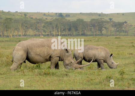 Deux rhinocéros blanc mange de l'herbe dans la brousse Banque D'Images