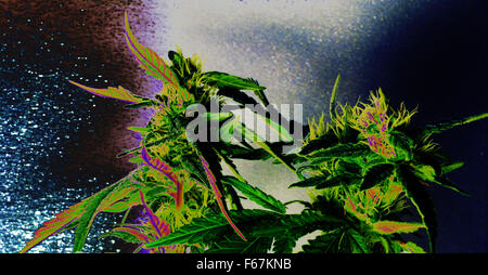 Les mauvaises herbes,pot,marijuana hash,,dope,skunk,fumeurs,chanvre,herbe Banque D'Images