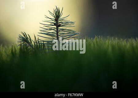 L'épinette de Norvège (Picea abies), plantule sur de la mousse, de l'Ems, Basse-Saxe, Allemagne Banque D'Images