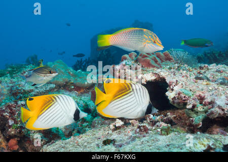 Paire de papillons Threadfin, Chaetodon auriga, le Parc National de Komodo, Indonésie Banque D'Images