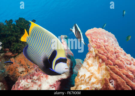 Les Anges de l'empereur dans les récifs coralliens, Pomacanthus imperator, le Parc National de Komodo, Indonésie Banque D'Images