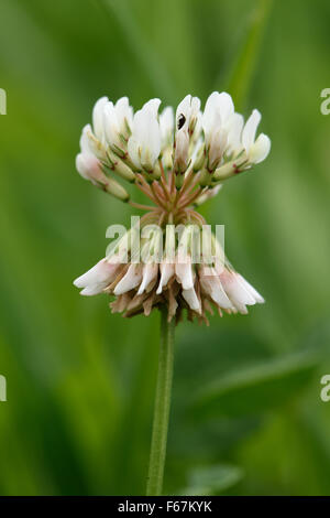 Une seule fleur de trèfle blanc, Trifolium repens, une plante fourragère, de fixation de l'azote avec de l'herbe et des plantes d'accompagnement Banque D'Images