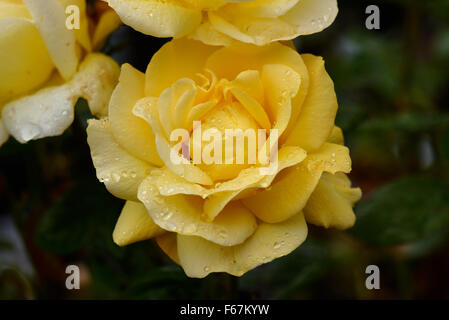 Standard jaune rose fleurs 'ArthurBell parfumé avec des gouttes de pluie sur les pétales, Berkshire, Août Banque D'Images