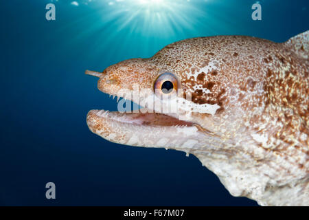 Prescription-fin Moray, Gymnothorax zonipectis, le Parc National de Komodo, Indonésie Banque D'Images