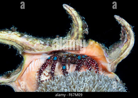 Blue-genou, ermite Dardanus guttatus, le Parc National de Komodo, Indonésie Banque D'Images