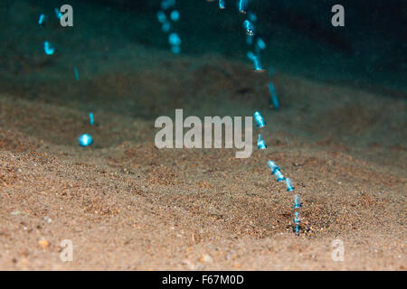 Des bulles de gaz volcanique, le Parc National de Komodo, Indonésie Banque D'Images