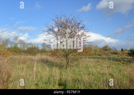 - L'Aubépine commune Crataegus monogyna Rosaceae Banque D'Images