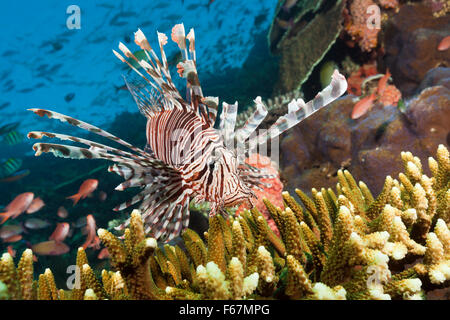 Poisson-papillon dans les récifs coralliens, Pterois volitans, le Parc National de Komodo, Indonésie Banque D'Images