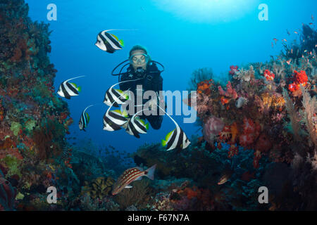 Plongée sous marine sur les récifs coralliens, le Parc National de Komodo, Indonésie Banque D'Images