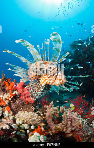 Poisson-papillon dans les récifs coralliens, Pterois volitans, le Parc National de Komodo, Indonésie Banque D'Images