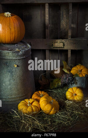 A sunlit still life de citrouilles ou bébé munchkins sur paille avec un plus grand pumpkin assis sur un seau galvanisé retourné Banque D'Images