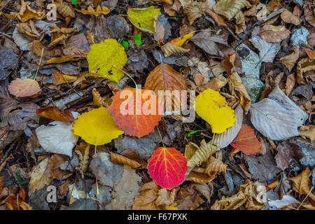 Couleur Couleur vive l'automne feuilles d'automne sur le terrain Banque D'Images